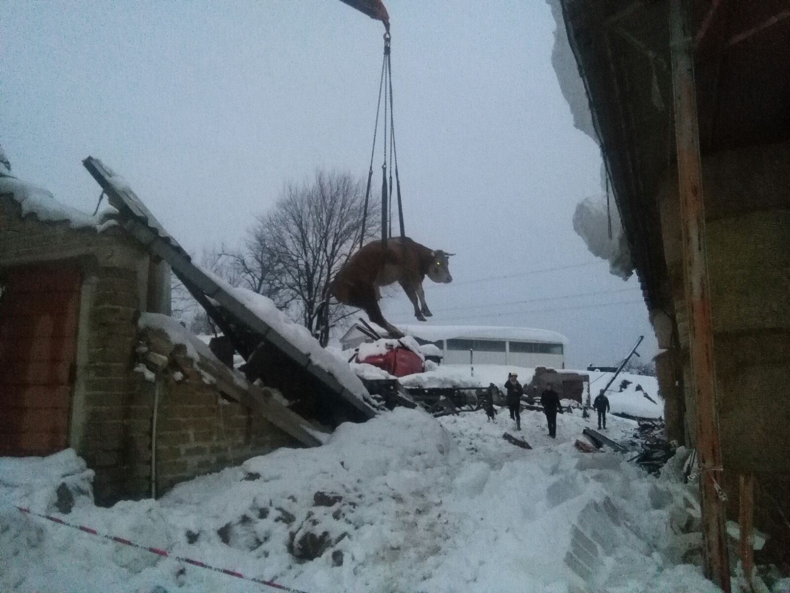 Vacca portata in salvo dopo il crollo della stalla