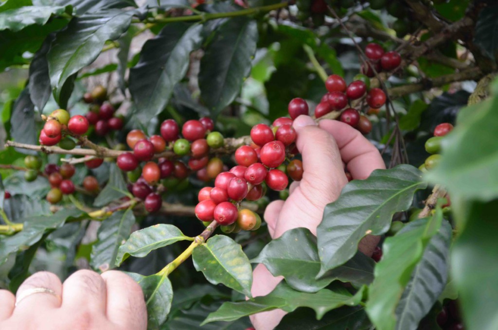 Coffee berries