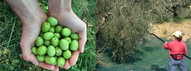 Raccolta delle olive