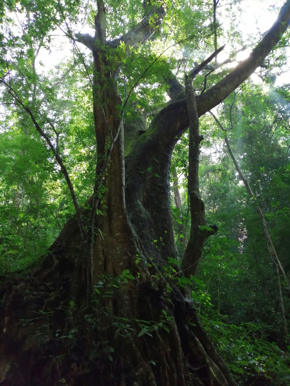 Albero terreno