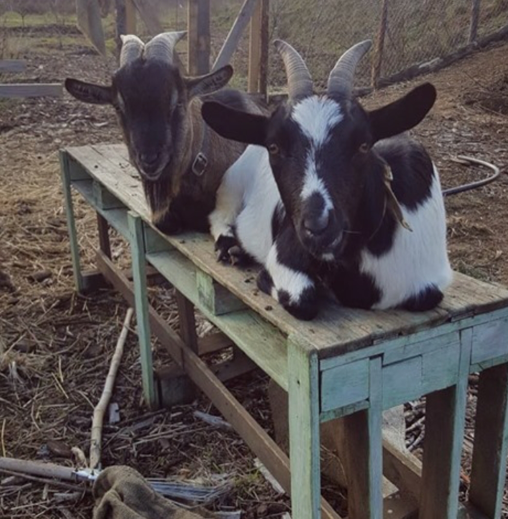 Le mascotte. Sopra la panca la capra campa.