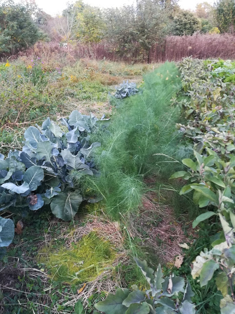 finocchi, broccoli, radicchi