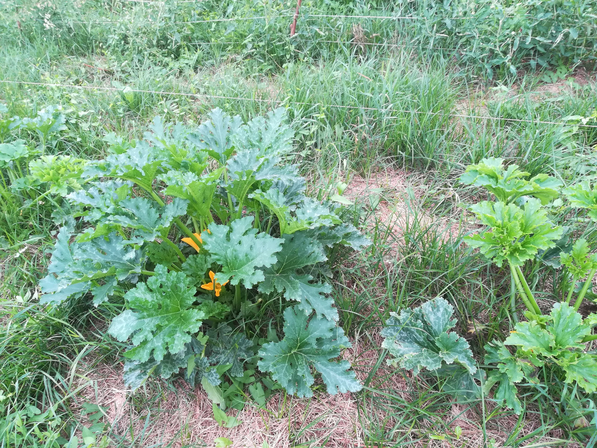 Zucchini su pacciamatura