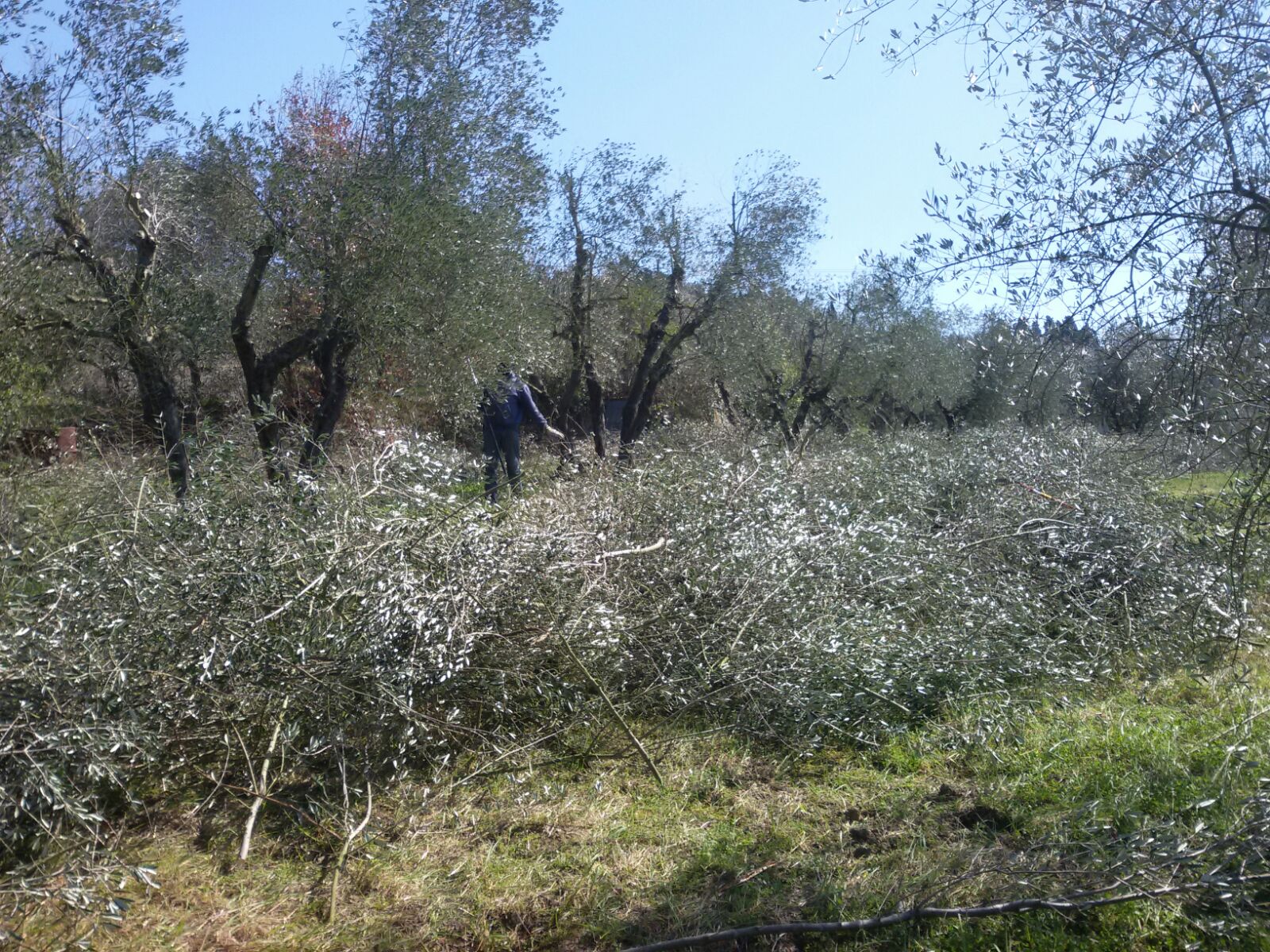 La nostra uliveta