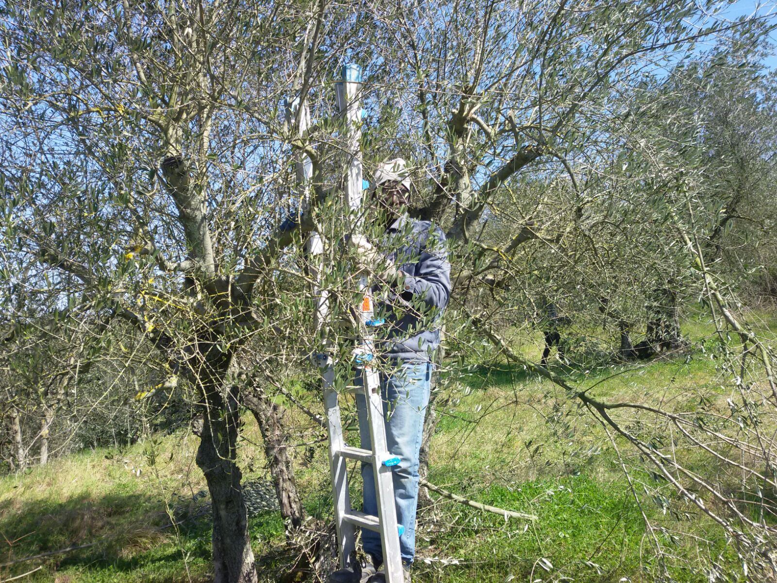 La nostra uliveta