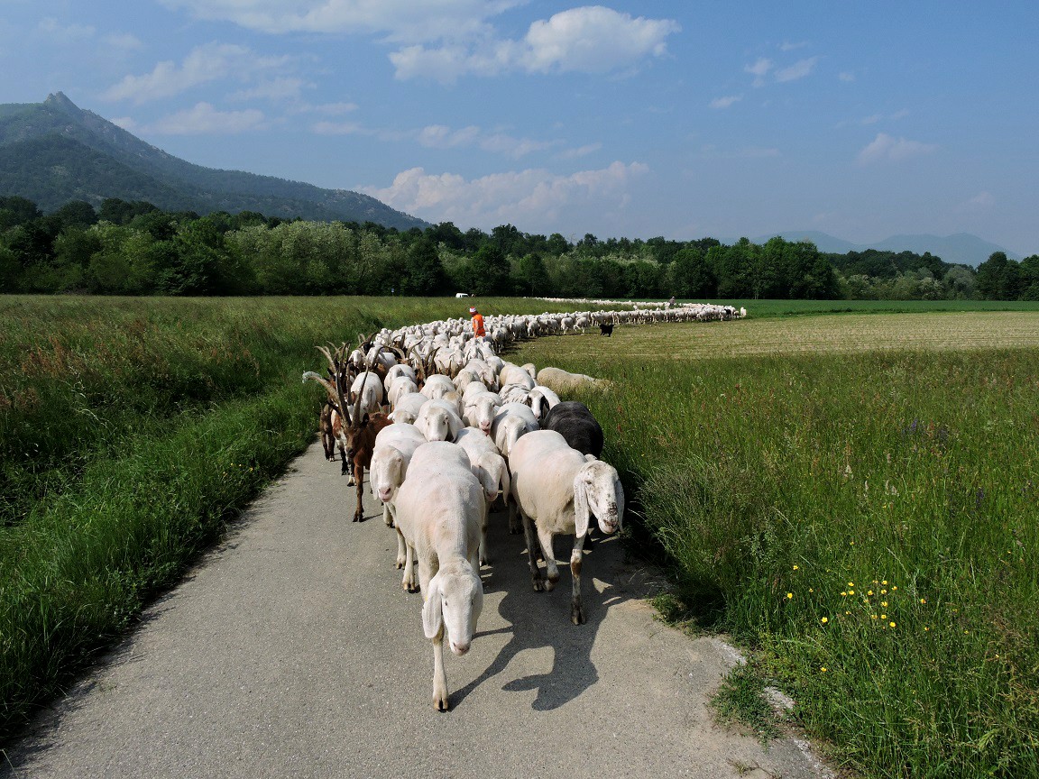 Storie di pascolo vagante