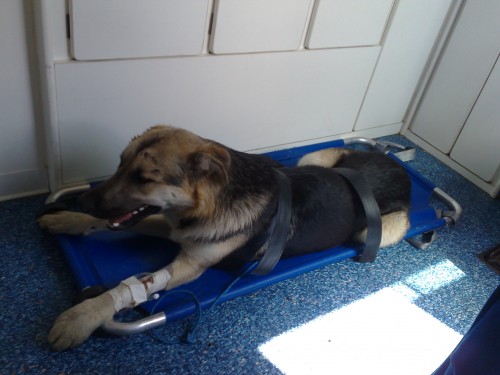AMBULANZA VETERINARIA A.N.P.A.N.A. Sez. Territoriale ASTI