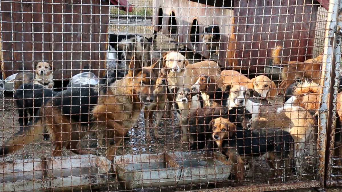 Mai più cani uccisi nei lager in Bosnia!