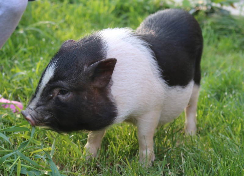 un riparo per fattoria didattica