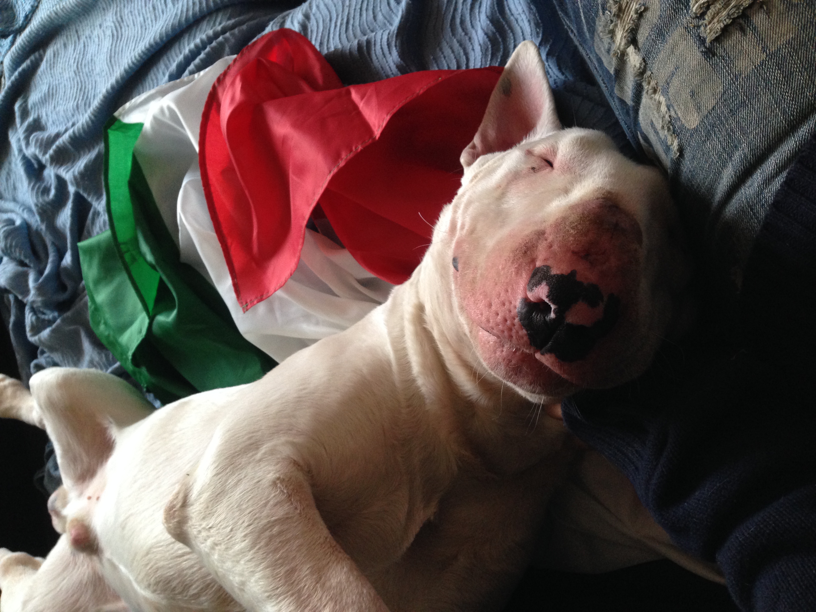 PAGINE BAU 🐾ANAGRAFICA CANINA