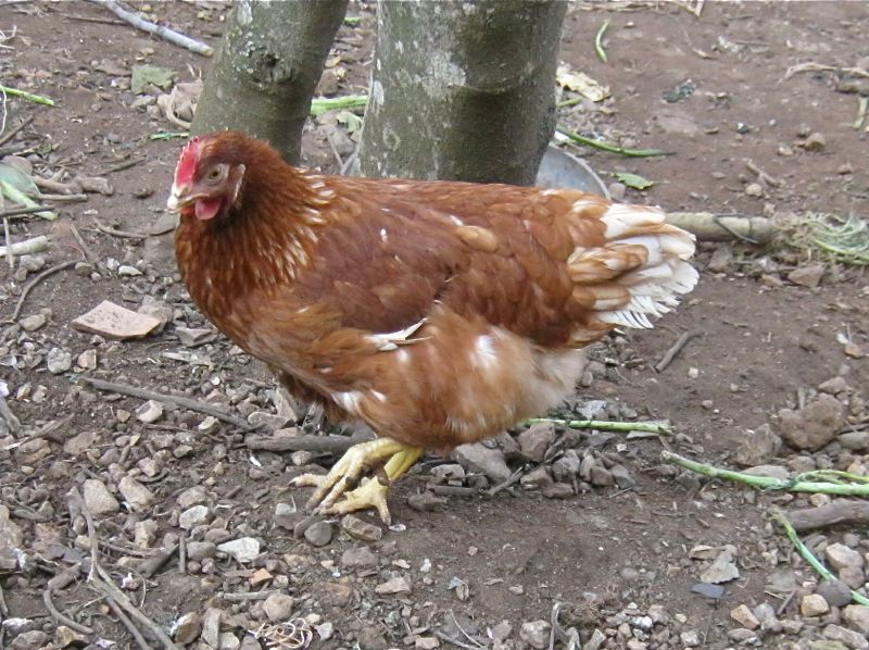 uova biologiche e galline felici