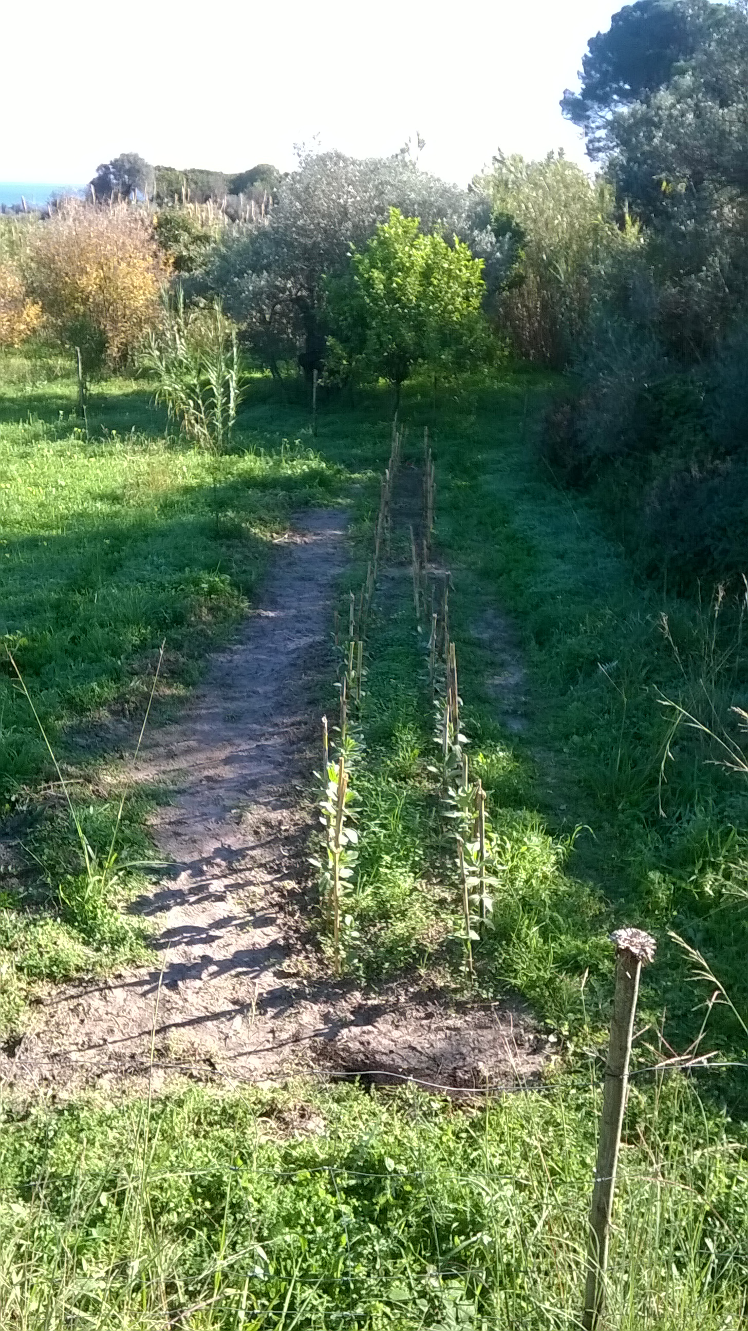 Un pollaio per l'anti-disoccupazione