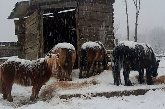 I pony delle nevi