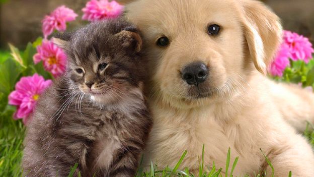 ASSISTENZA SANITARIA DELLO STATO PER GLI ANIMALI DA COMPAGNIA ASSISTENZA SANITARIA DELLO STATO PER GLI ANIMALI DA COMPAGNIA