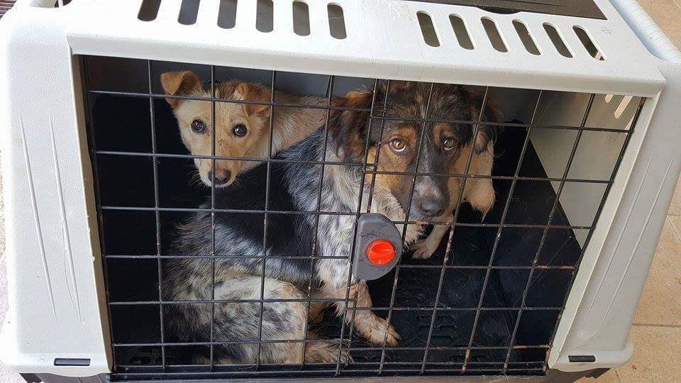 Mai più cani uccisi nei lager in Bosnia! Seconda campagna di sterilizzazione