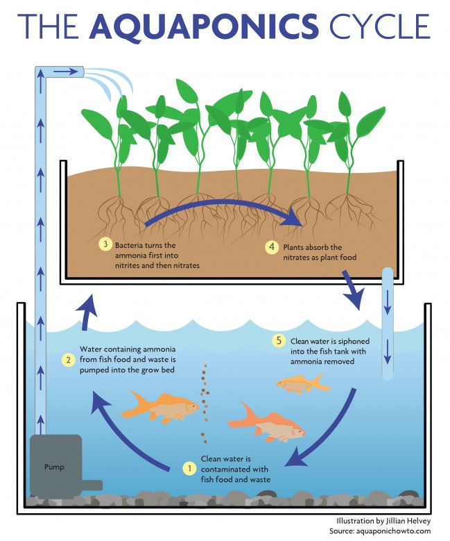 Sistemi acquaponici domestici