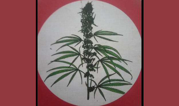 L'erba proibita.. L'erba proibita..