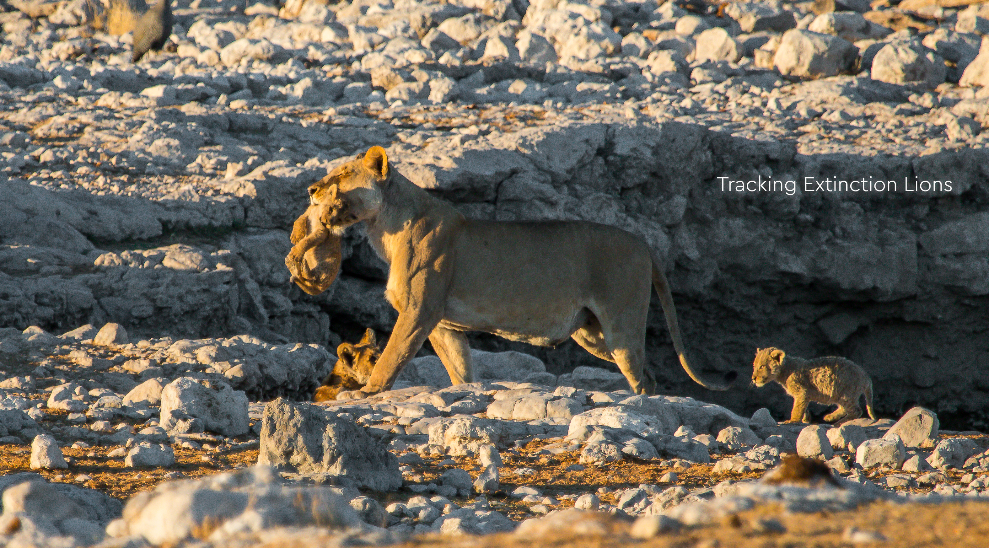 Tracking Extinction Lions - Kgalagadi wilderness 