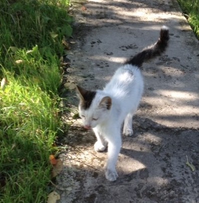 Abbiamo bisogno di un piccolo aiuto economico per una micio salvata dalla strada.