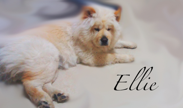 Raccolta fondi per la mia Ellie