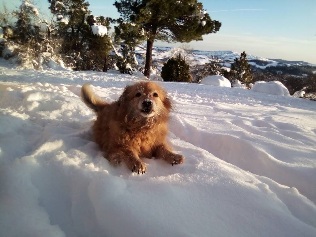 SLEGA IL CANE