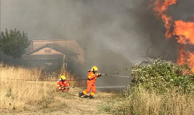 Ripiantare uliveto devastato da incendio