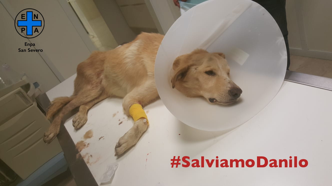 Salviamo Danilo, il cane preso a fucilate da un cacciatore e poi investito