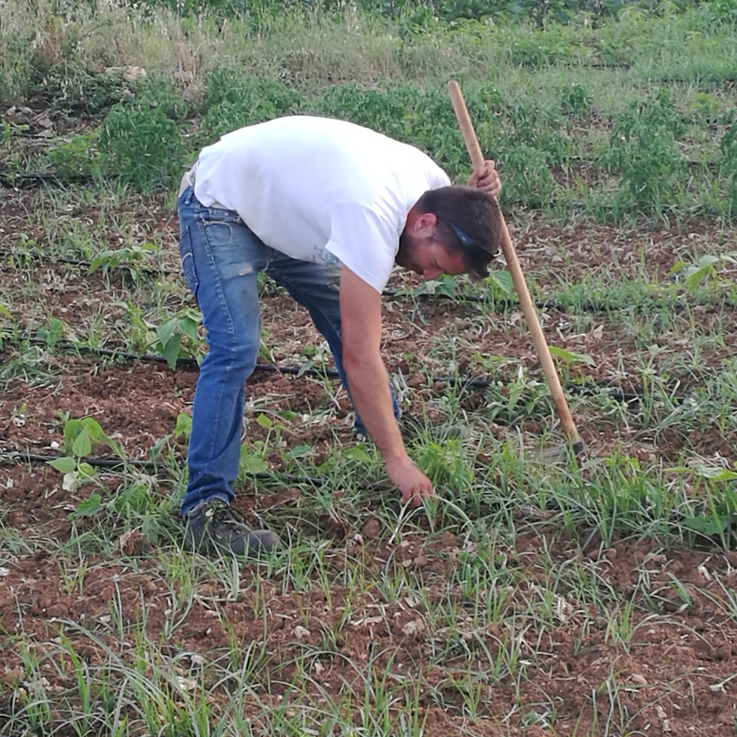 Attrezzi agricoli per giovane azienda