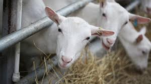 donazione per evoluzione allevamento e ri-vendita capre