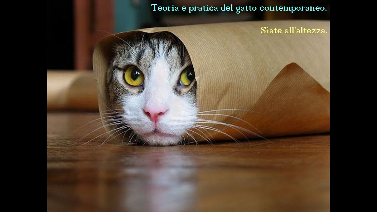 Teoria e pratica del gatto contemporaneo