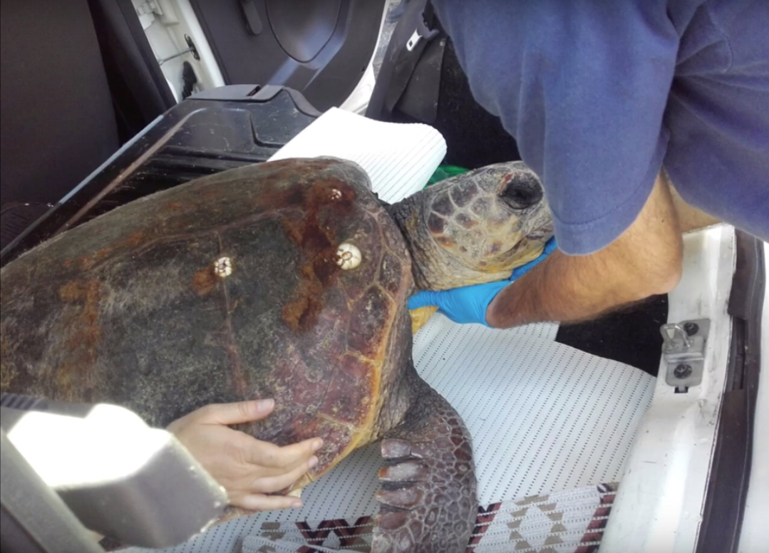 Per proteggere i nidi di tartaruga marina servono tre presidi mobili a energia solare 