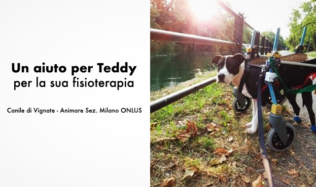 Un aiuto per Teddy