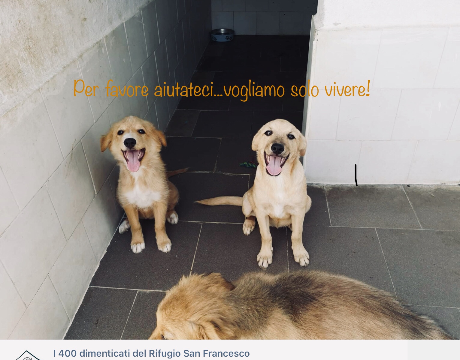 Raccolta fondi per i 400 dimenticati