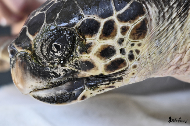 Sosteniamo un CENTRO DI RECUPERO TARTARUGHE MARINE IN DIFFICOLTA' con una mostra itinerante di opere d'arte con rifiuti e fotografie riguardanti l'inquinamento del mare e alcune specie a rischio.