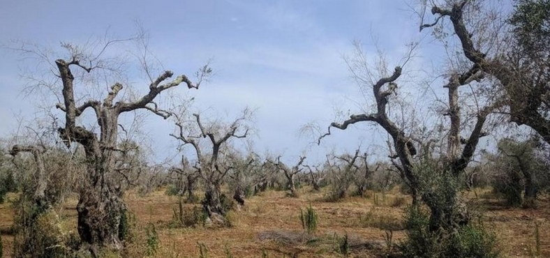 Salento Belvedere