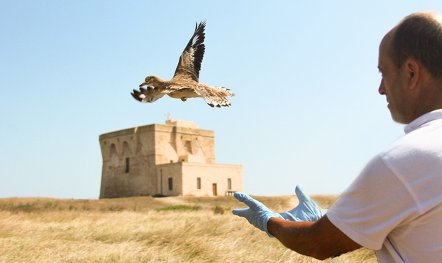 Adozioni Selvagge, dona per gli animali di Torre Guaceto