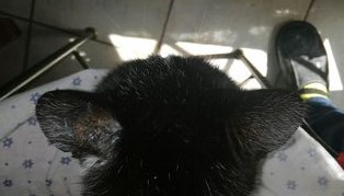 Acquisto farmaci gatto Lucky