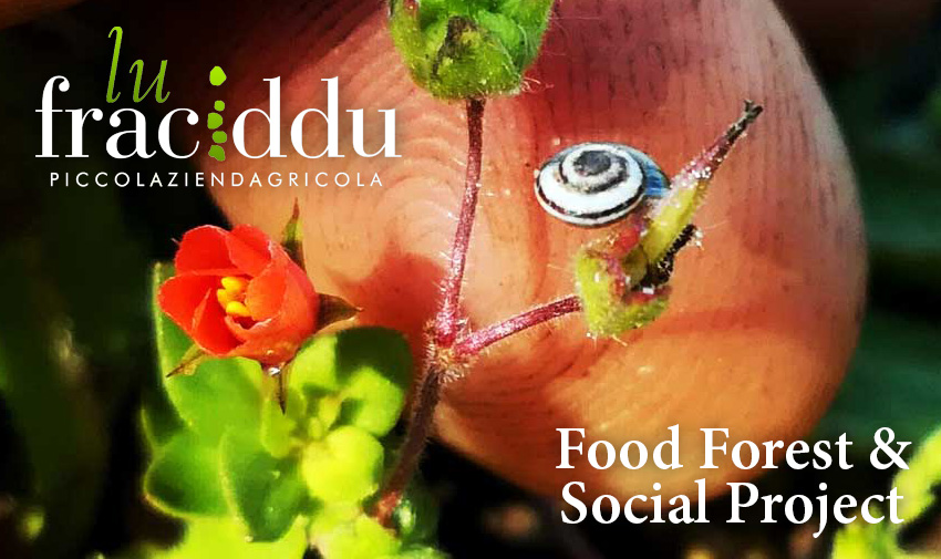 Food Forest & Social Project -
LuFraciddu - piccolaziendagricola
