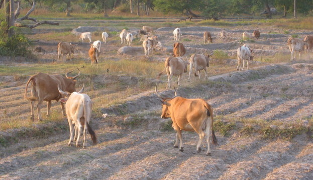 FATTORIA AGROPASTORALE A MARAKISSA - SENEGAL