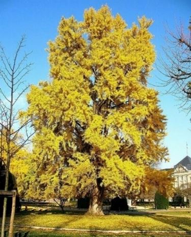 Ginko biloba a Talenti