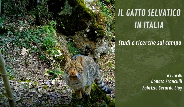 IL GATTO SELVATICO IN ITALIA. 
Studi e ricerche sul campo