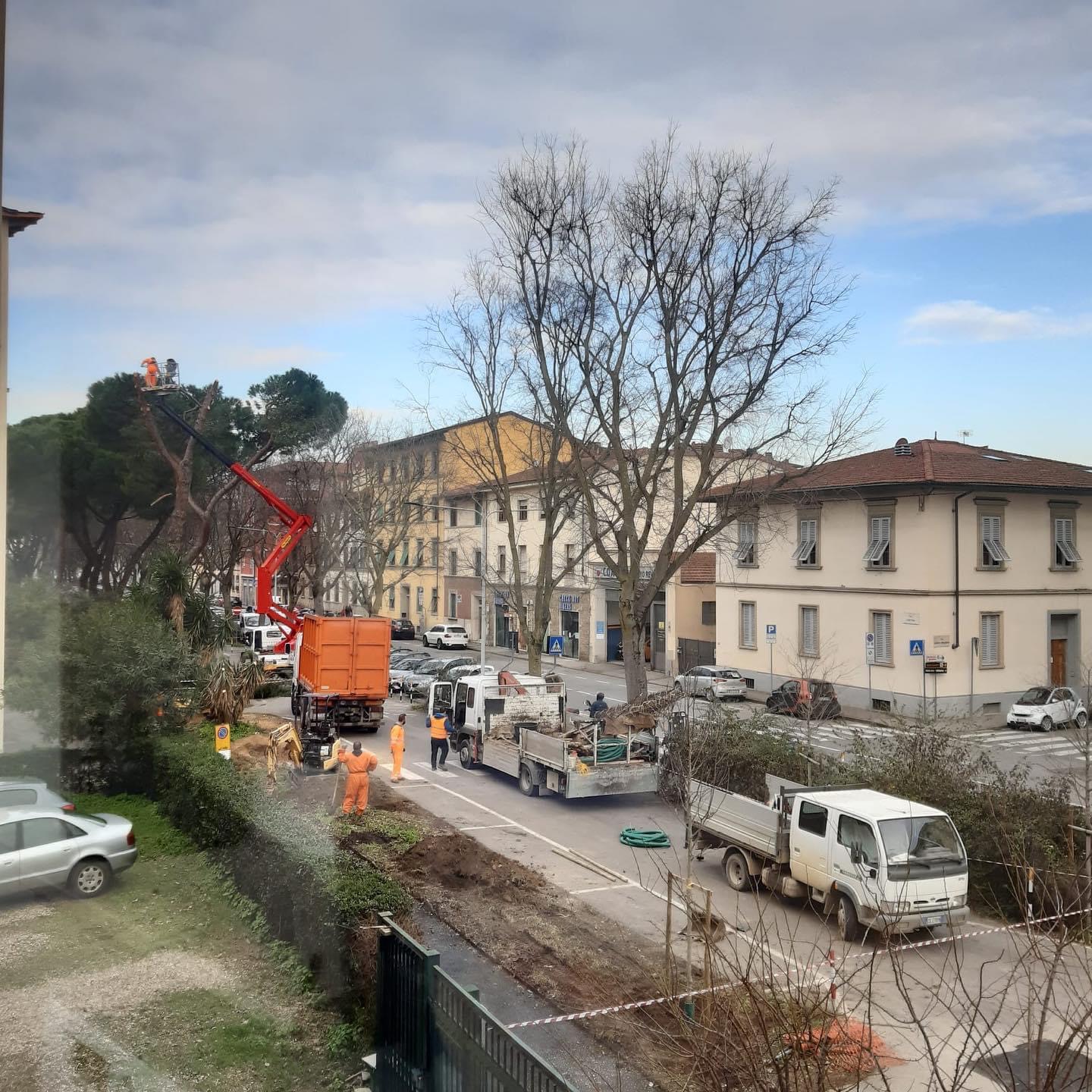 Raccolta fondi per azione legale per fermare gli abbattimenti dei pini in via Aretina a Firenze