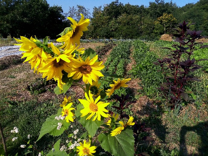 Progetto Agricolo e Sociale "Sale in Zucca"