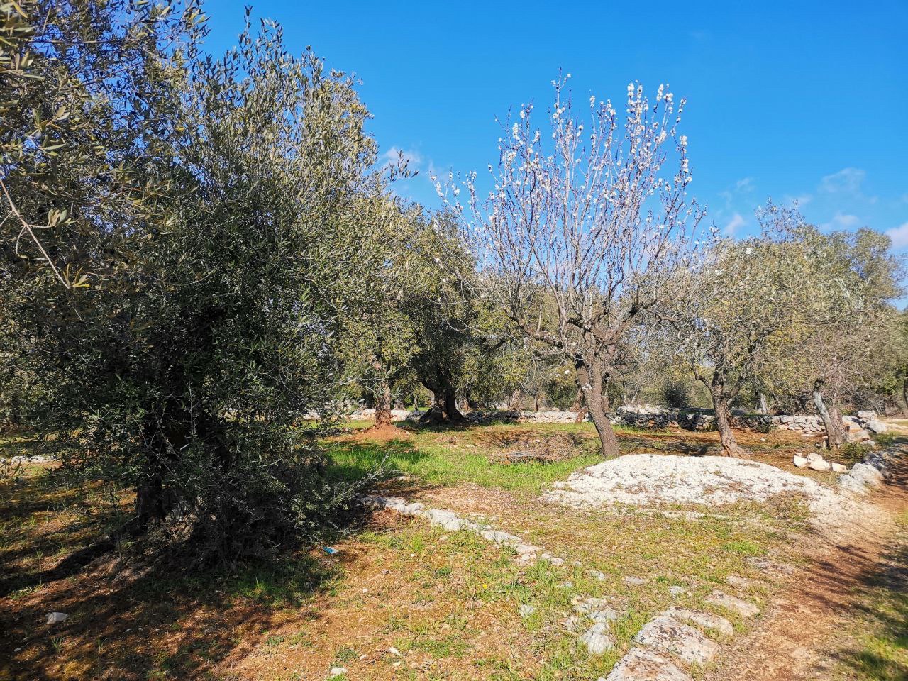 Adotta un Ulivo in Puglia