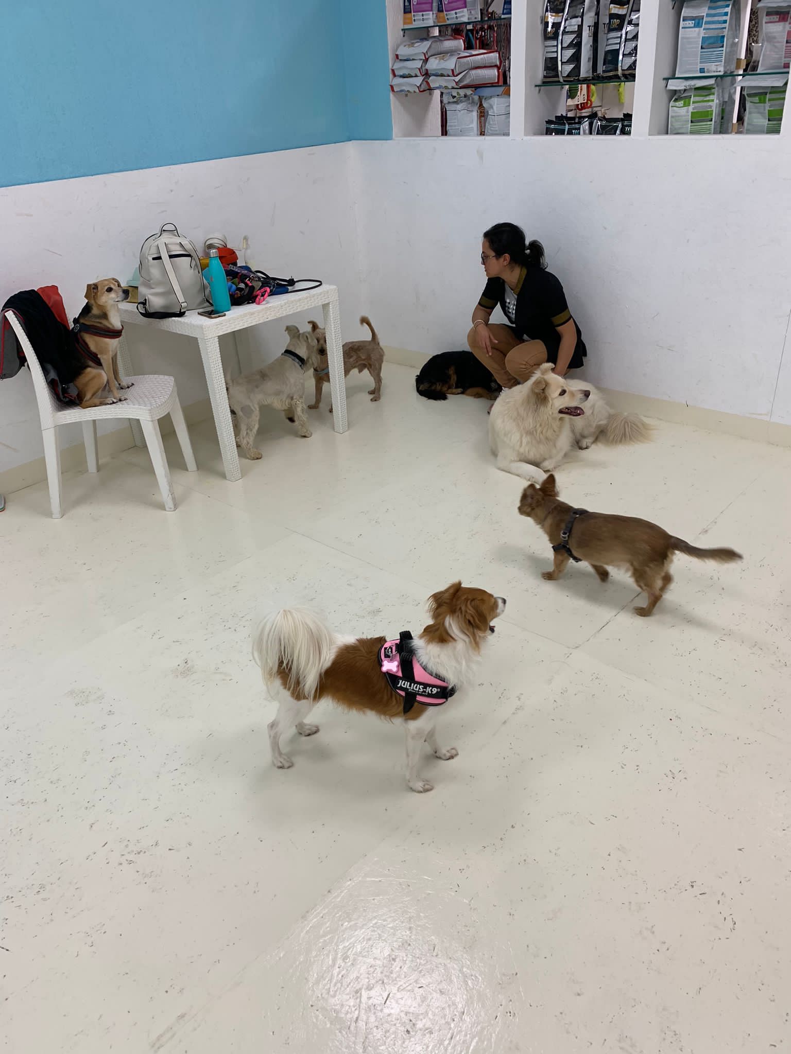 Un Asilo per cani che troppo spesso rimangono da soli