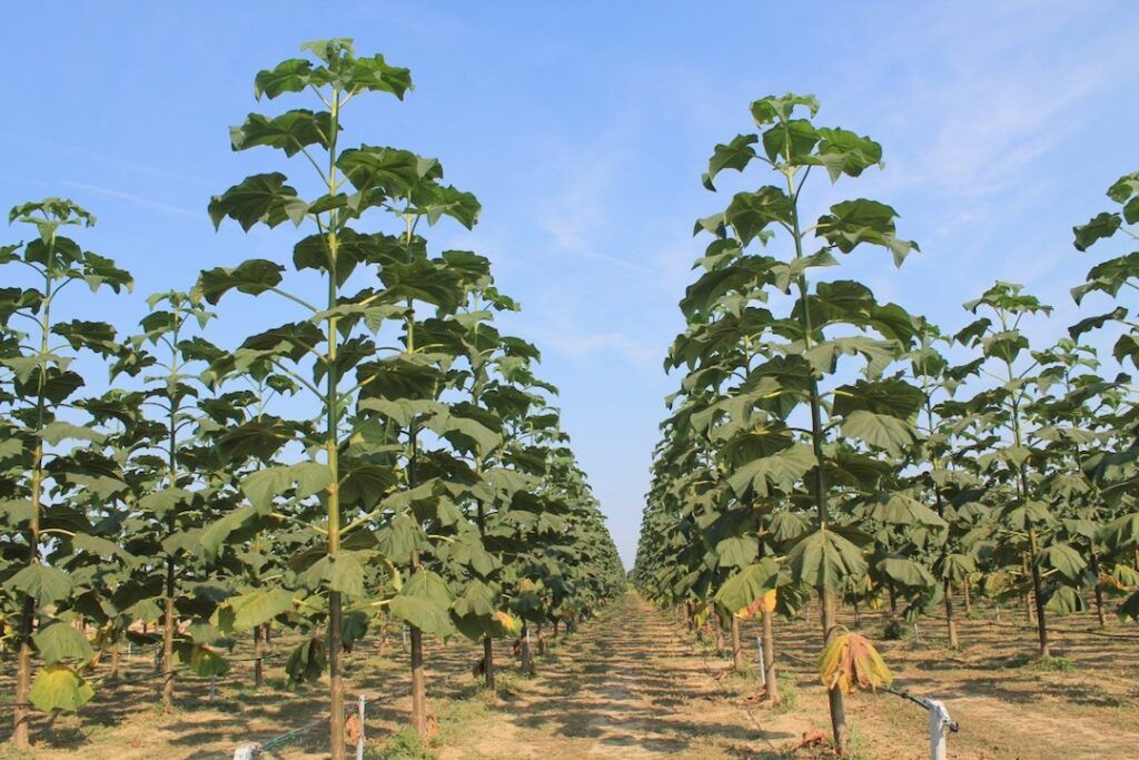 Creazione "polmoni verdi naturali"