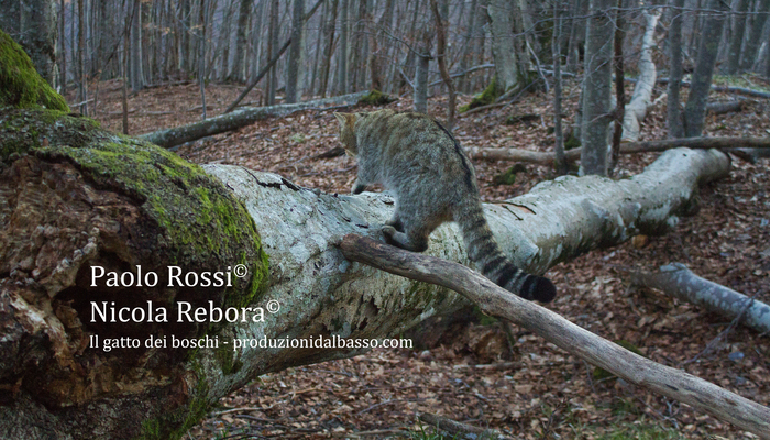 Il gatto dei boschi - libro fotografico