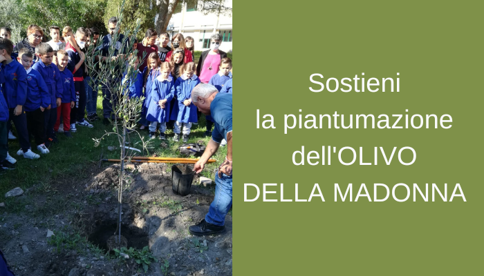 Sostieni la piantumazione dell'OLIVO DELLA MADONNA