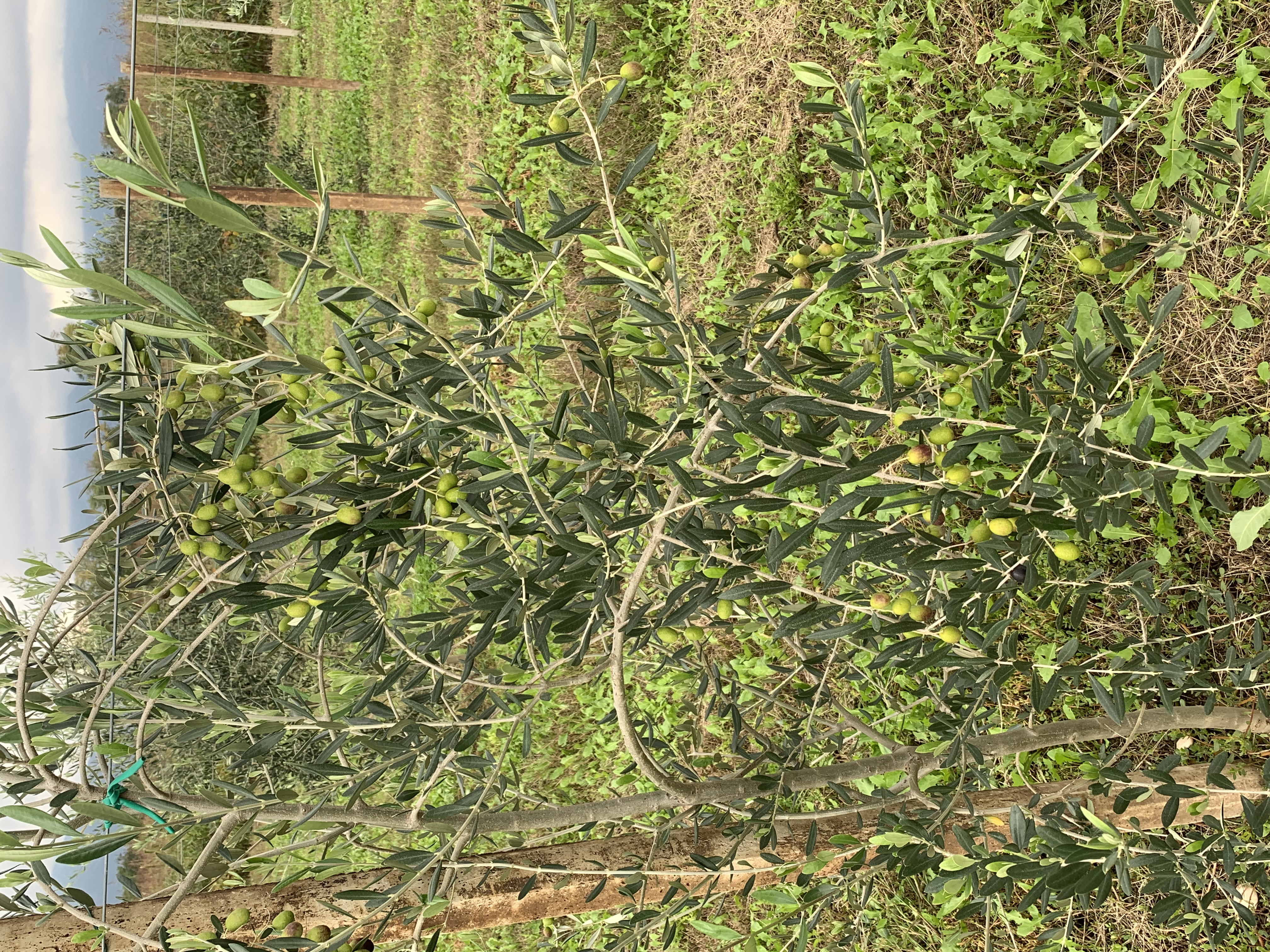 Aiutami a far crescere la mia azienda agricola