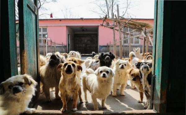 Self-help stray dog